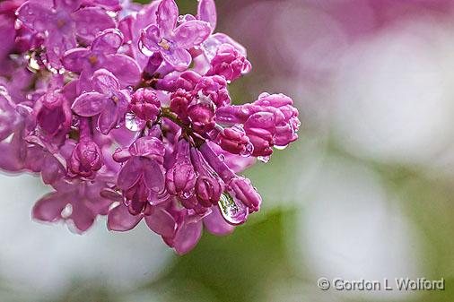 Wet Lilac_26764-7.jpg - Photographed at Smiths Falls, Ontario, Canada.